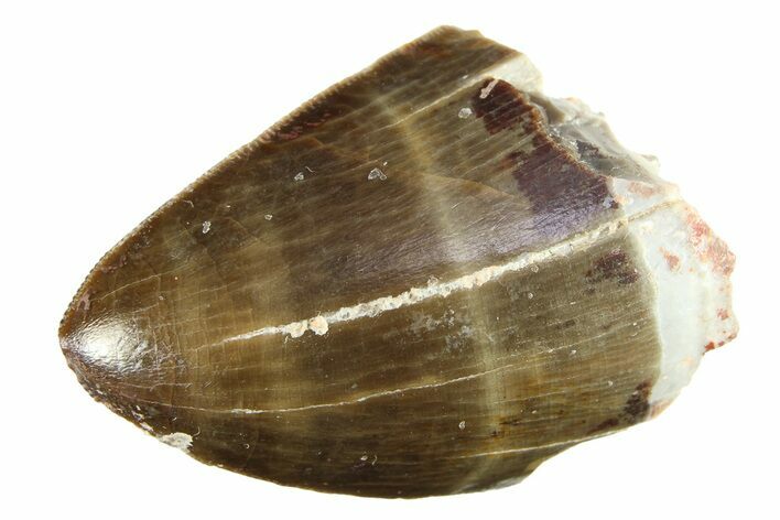 Serrated, Fossil Phytosaur (Redondasaurus) Tooth - New Mexico #284275